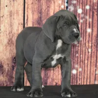 Conner AKC Part Euro, a male Great Dane for sale in Ligonier, IN – Photo 1 of 5