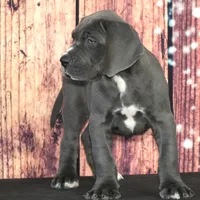 Conner AKC Part Euro, a male Great Dane for sale in Ligonier, IN – Photo 4 of 5
