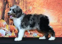 Benji F1, a male Bernedoodle for sale in Ligonier, IN – 2 of 3