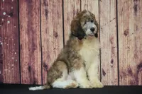 Arlo F1, a male Saint Berdoodle for sale in Ligonier, IN – 2 of 3
