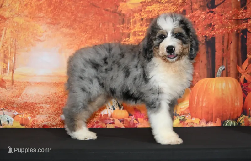 Carter F1 – Bernedoodle puppy for sale in Ligonier, IN