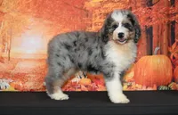 Carter F1, a male Bernedoodle for sale in Ligonier, IN – 1 of 3