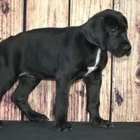 Cari AKC Part Euro, a female Great Dane for sale in Ligonier, IN – Photo 4 of 4