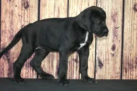 Cari AKC Part Euro, a female Great Dane for sale in Ligonier, IN – Photo 4 of 4