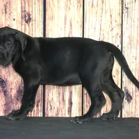 Cari AKC Part Euro, a female Great Dane for sale in Ligonier, IN – Photo 3 of 4
