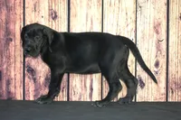 Cari AKC Part Euro, a female Great Dane for sale in Ligonier, IN – Photo 3 of 4
