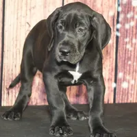 Cari AKC Part Euro, a female Great Dane for sale in Ligonier, IN – Photo 1 of 4