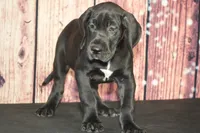 Cari AKC Part Euro, a female Great Dane for sale in Ligonier, IN – Photo 1 of 4