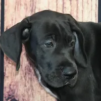 Cari AKC Part Euro, a female Great Dane for sale in Ligonier, IN – Photo 2 of 4