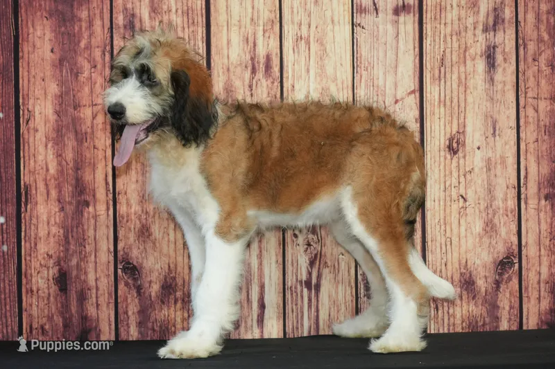 Holly F1 – Saint Berdoodle puppy for sale in Ligonier, IN