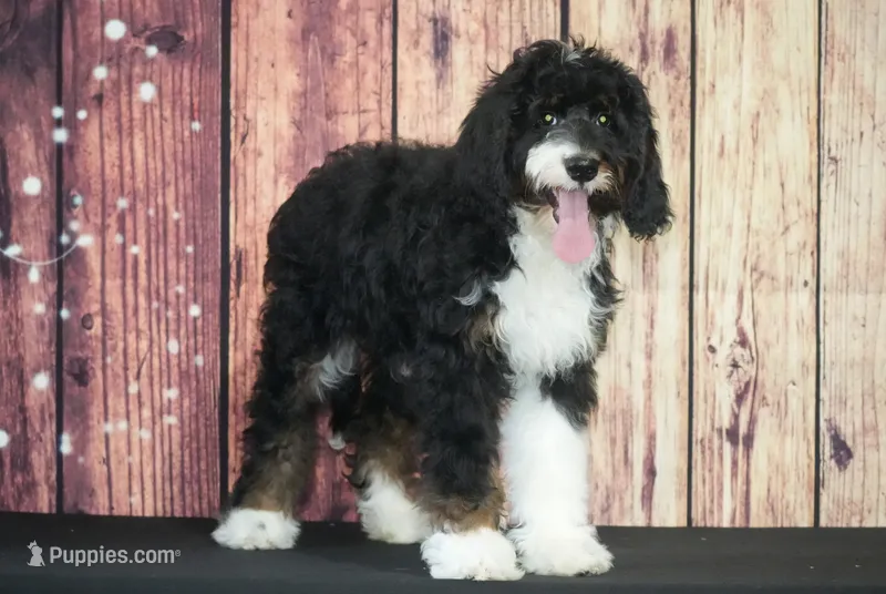 Suzie F1 – Bernedoodle puppy for sale in Ligonier, IN