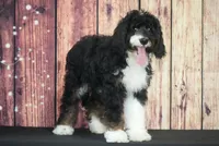 Suzie F1, a female Bernedoodle for sale in Ligonier, IN – 1 of 3