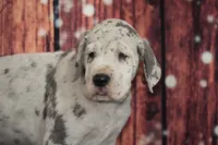 Violet AKC Part Euro, a female Great Dane for sale in Ligonier, IN – 2 of 3