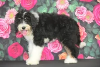 Hannah F1, a female Bernedoodle for sale in Ligonier, IN – 3 of 3