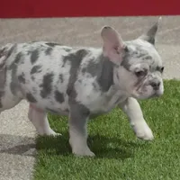 Benji AKC, a male French Bulldog for sale in Ligonier, IN – Photo 2 of 3