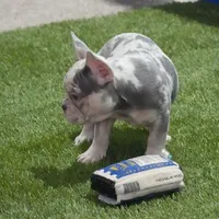 Benji AKC, a male French Bulldog for sale in Ligonier, IN – Photo 3 of 3