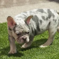 Benji AKC, a male French Bulldog for sale in Ligonier, IN – Photo 1 of 3
