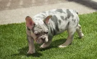 Benji AKC, a male French Bulldog for sale in Ligonier, IN – Photo 1 of 3
