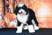 Marley F1, a female Bernedoodle for sale in Ligonier, IN – 2 of 3