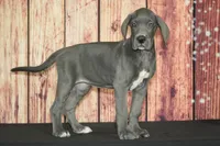 Uriah AKC Part Euro, a female Great Dane for sale in Ligonier, IN – 3 of 4