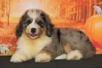 Carter F1, a male Bernedoodle for sale in Ligonier, IN – 2 of 3