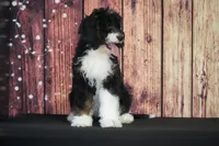 Suzie F1, a female Bernedoodle for sale in Ligonier, IN – 2 of 3
