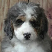Nora, a female Bernedoodle for sale in Ligonier, IN – Photo 5 of 5