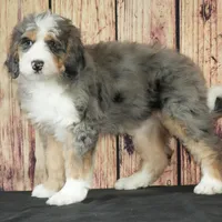 Nora, a female Bernedoodle for sale in Ligonier, IN – Photo 1 of 5