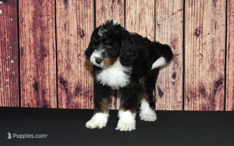 Lola F1 – Bernedoodle puppy for sale in Ligonier, IN