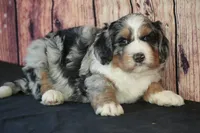 processed/2a79672e-bb06-4c80-bd53-a76665171051/listing/e027552b-d8e3-46fd-81c2-f5532f655e90/5ef461ad-4f9b-4219-b764-e60f5833f1fb