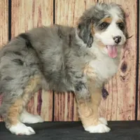 Nora, a female Bernedoodle for sale in Ligonier, IN – Photo 4 of 5
