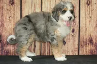Nora, a female Bernedoodle for sale in Ligonier, IN – Photo 4 of 5