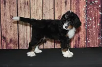 Lola F1, a female Bernedoodle for sale in Ligonier, IN – Photo 2 of 4