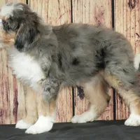 Nora, a female Bernedoodle for sale in Ligonier, IN – Photo 2 of 5