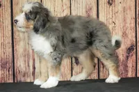 Nora, a female Bernedoodle for sale in Ligonier, IN – Photo 2 of 5