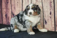 processed/2a79672e-bb06-4c80-bd53-a76665171051/listing/e027552b-d8e3-46fd-81c2-f5532f655e90/d5ab4cdb-8450-4014-8dfb-64bf00ab9c22