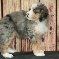 Nora, a female Bernedoodle for sale in Ligonier, IN – Photo 3 of 5