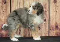 Nora, a female Bernedoodle for sale in Ligonier, IN – Photo 3 of 5