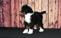 Lola F1, a female Bernedoodle for sale in Ligonier, IN – Photo 4 of 4