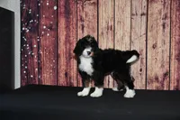 Lola F1, a female Bernedoodle for sale in Ligonier, IN – Photo 3 of 4