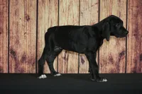 Lanie AKC Part European , a female Great Dane for sale in Ligonier, IN – 3 of 3