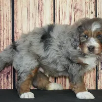 Milo F1, a male Bernedoodle for sale in Ligonier, IN – Photo 2 of 3
