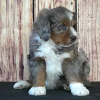 Milo F1, a male Bernedoodle for sale in Ligonier, IN – Photo 3 of 3