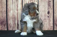 Milo F1, a male Bernedoodle for sale in Ligonier, IN – Photo 3 of 3