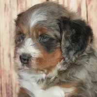 Milo F1, a male Bernedoodle for sale in Ligonier, IN – Photo 1 of 3