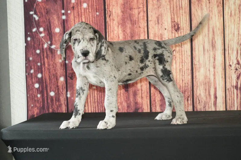 Sonya AKC part Euro – Great Dane puppy for sale in Ligonier, IN
