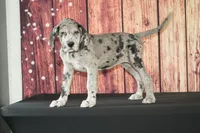 Sonya AKC part Euro, a female Great Dane for sale in Ligonier, IN – 1 of 3