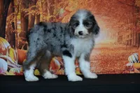 Yara F1, a female Bernedoodle for sale in Ligonier, IN – 3 of 3