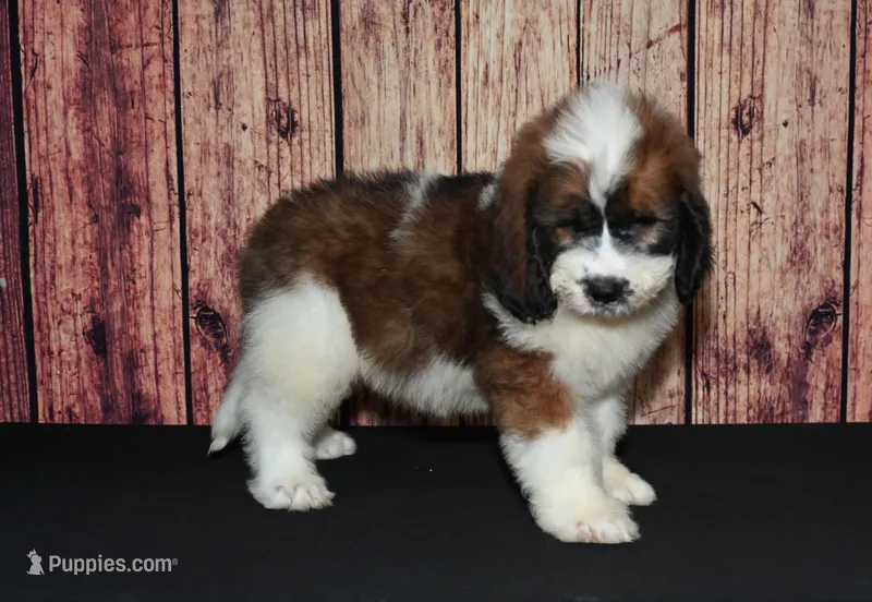 Denny F1 – Saint Berdoodle puppy for sale in Ligonier, IN