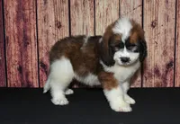 Denny F1, a male Saint Berdoodle for sale in Ligonier, IN – 1 of 5
